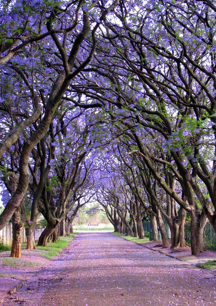 Incredible Trees - Jacarandas in Cullinan, South Africa
