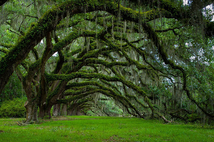 Avenue Of Oaks At Dixie Plantation In South Carolina