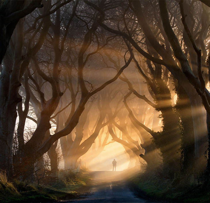 The Dark Hedges In Northern Ireland