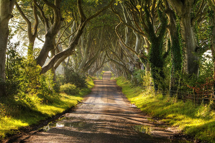 Incredible Trees - The Dark Hedges In Northern Ireland