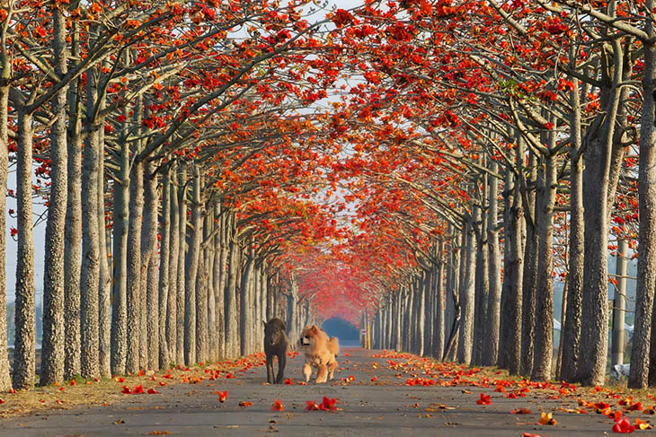 Cotton Tree In Taiwan