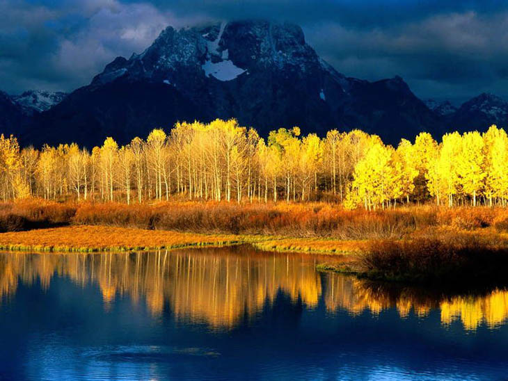 Incredible Trees - The Quaking Aspens In Bryce Canyon National Park