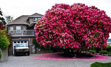 These Are The Most Incredible Trees In The World. I Like #11!