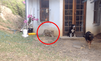 A Little Lion Cub Sneaks Up On a Dog, What Happens Next Will Make You Smile!