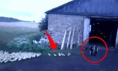 This Man Orders Ducks To Fall Into Formation, And Marches Them Into Barn.