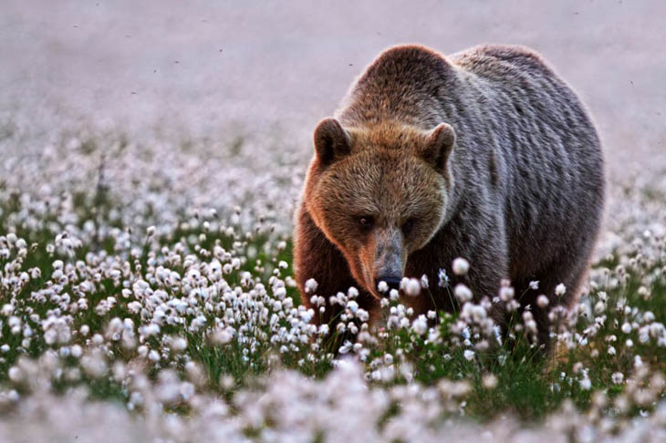 animal photos captured at perfect time