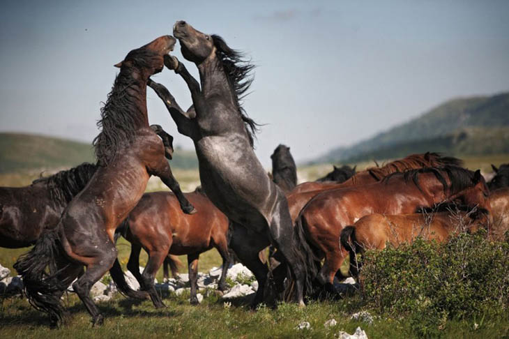 animal photos captured at perfect time