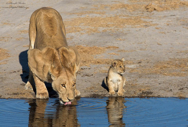 animal photos captured at perfect time