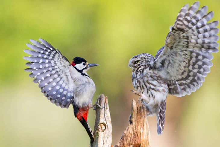 animal photos captured at perfect time