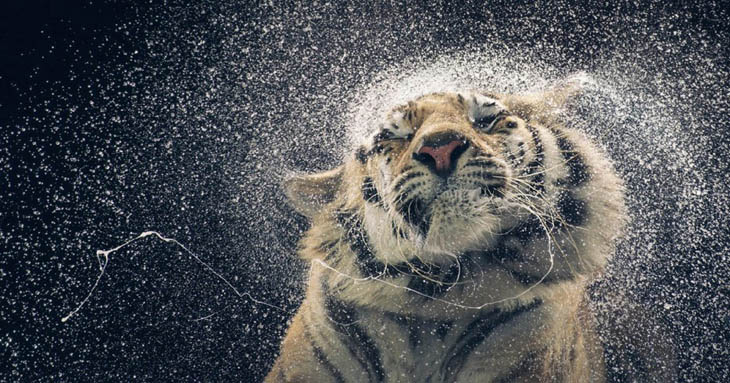 animal photos captured at perfect time