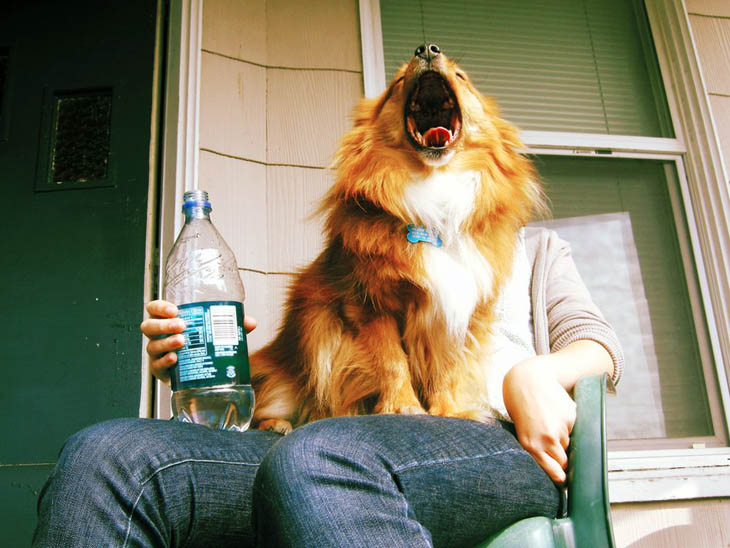 Perfectly Timed Dog Photos