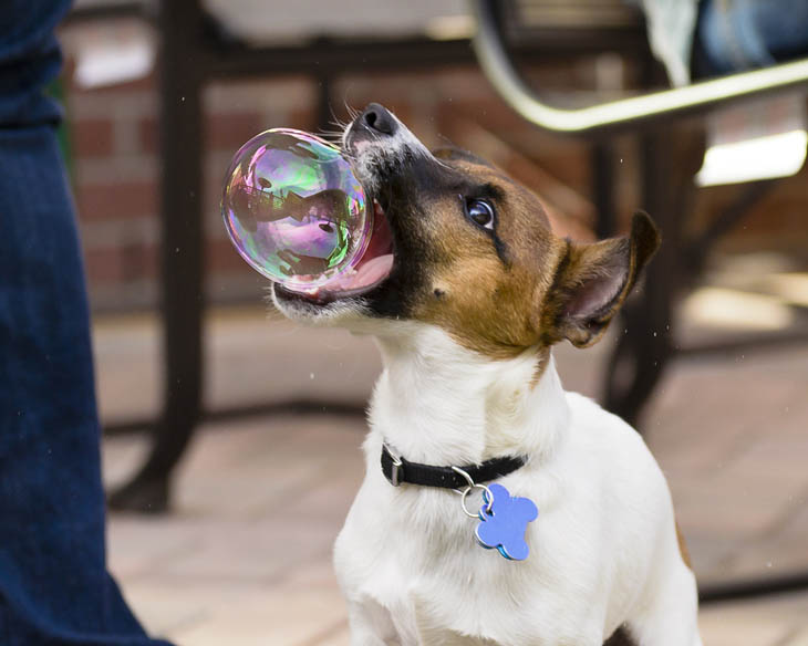 Perfectly Timed Dog Photos