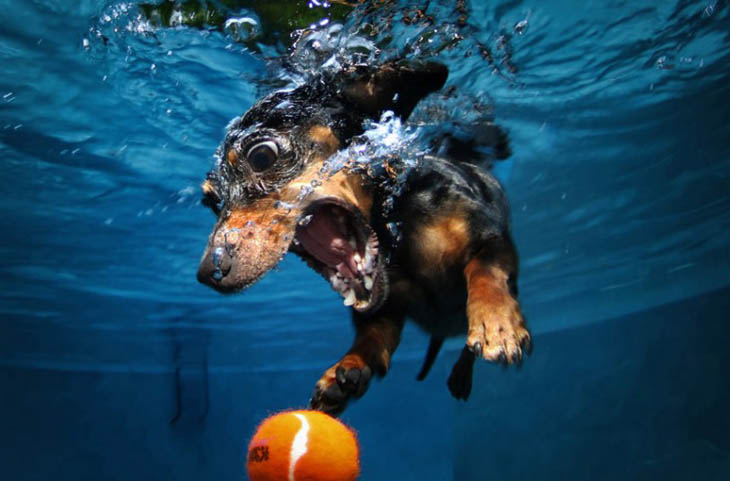 Perfectly Timed Dog Photos