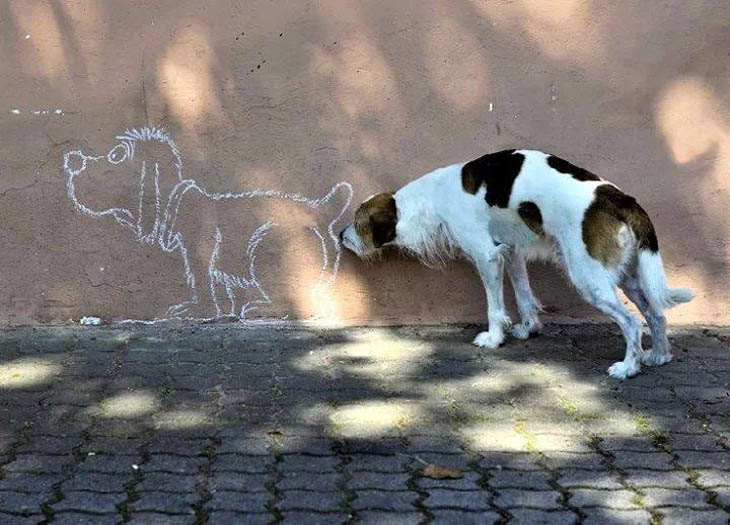 Perfectly Timed Dog Photos