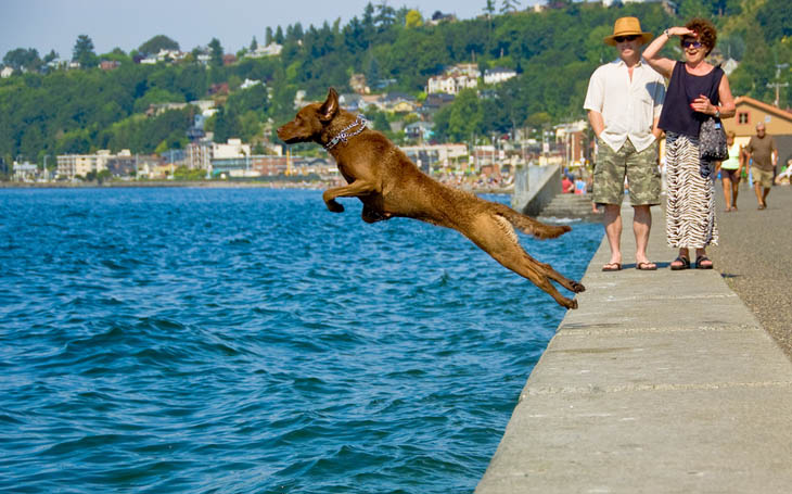 Perfectly Timed Dog Photos