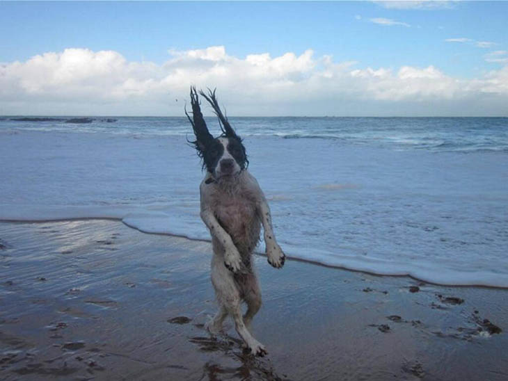 Perfectly Timed Dog Photos