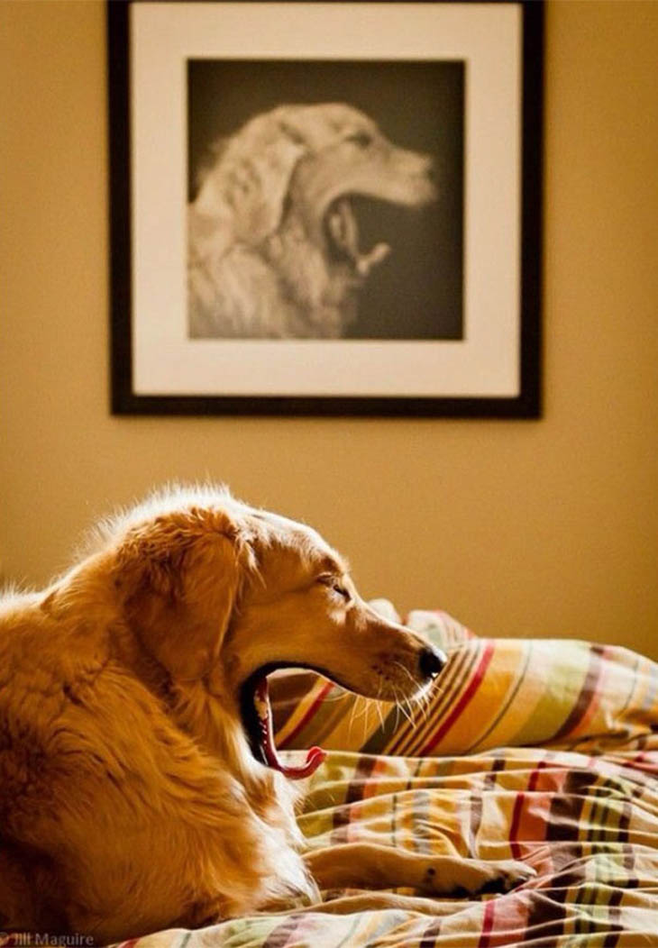 Perfectly Timed Dog Photos