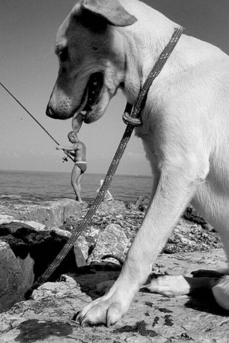 Perfectly Timed Dog Photos