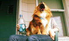 40 Perfectly Timed Dog Photos That Will Make Your Day. #38 Is Just Too Much!