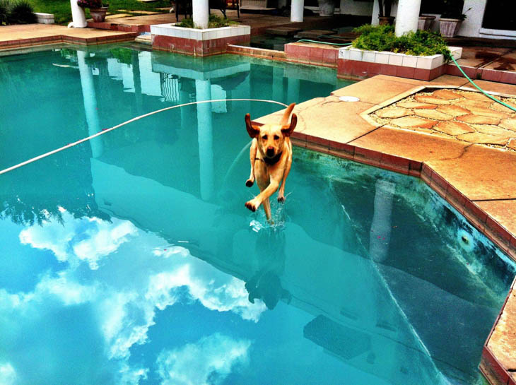 Perfectly Timed Dog Photos