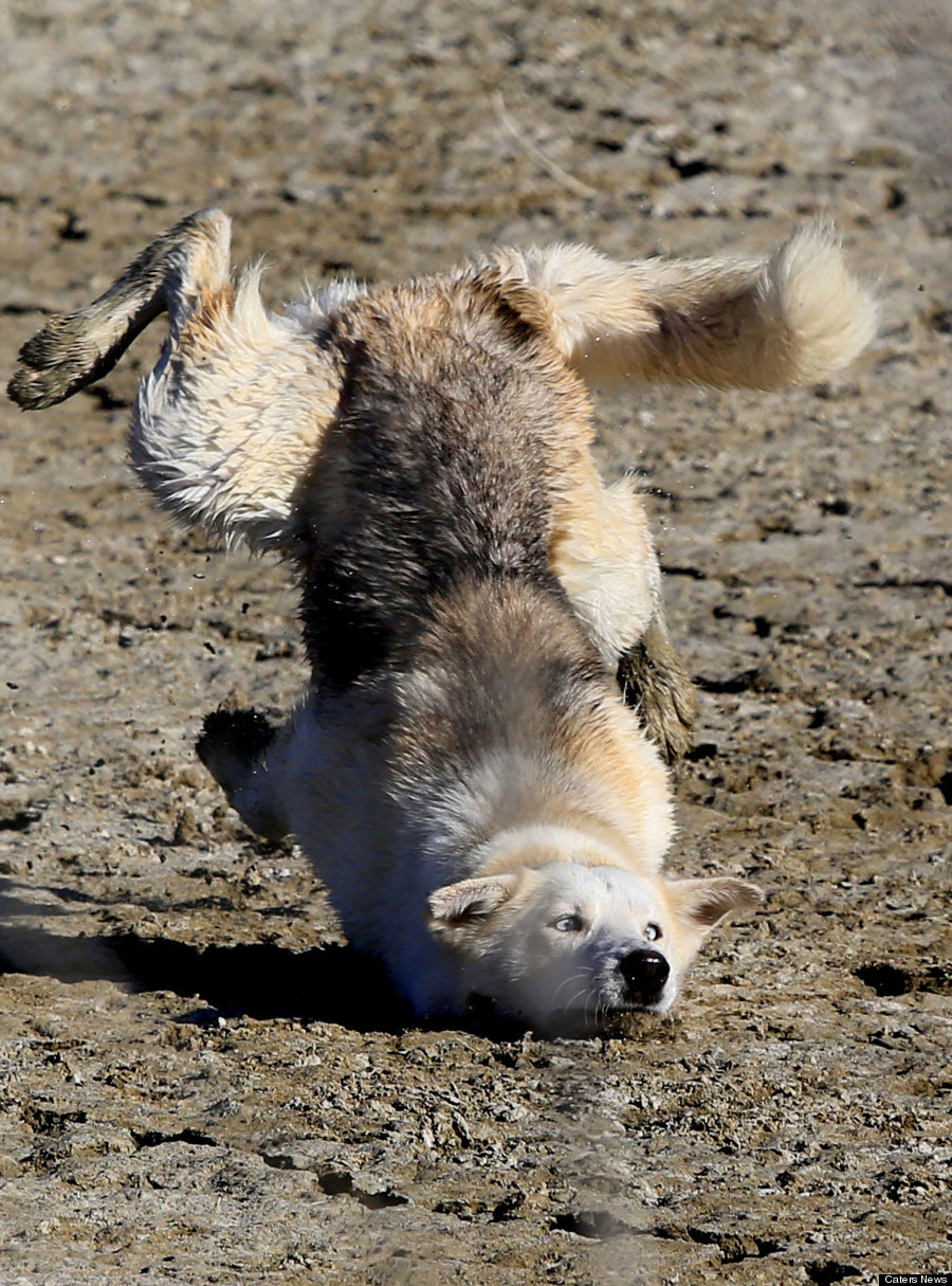perfectly timed photos perfectly timed photos