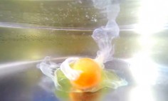 Look What Happens When You Poaching An Egg With A GoPro Under Water. Amazing!