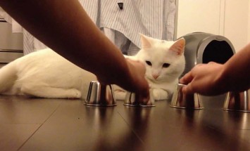 This Will Probably The Smartest Cat In The World, You’ll Love It!