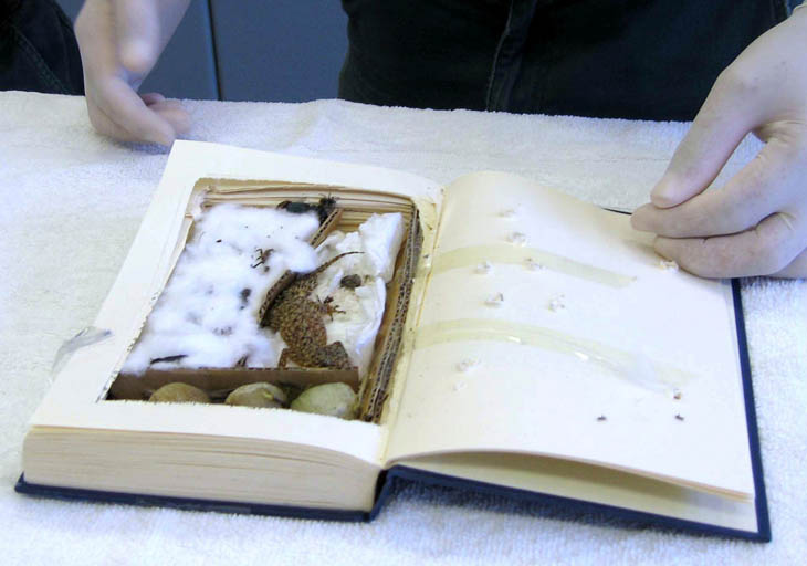 Creative Smuggling Tricks - Geckos in the hollowed-out book.