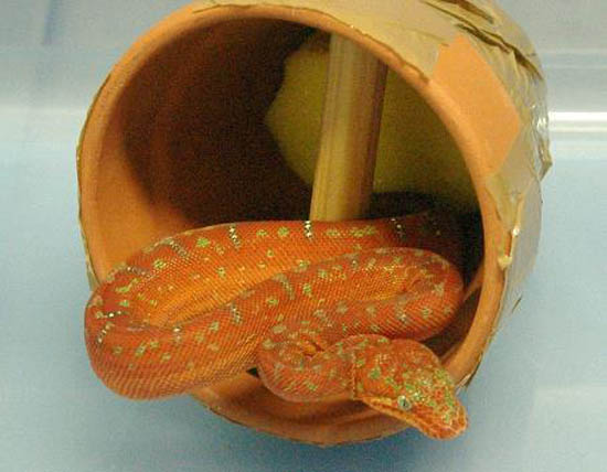 Two snakes stuffed in clay pots.