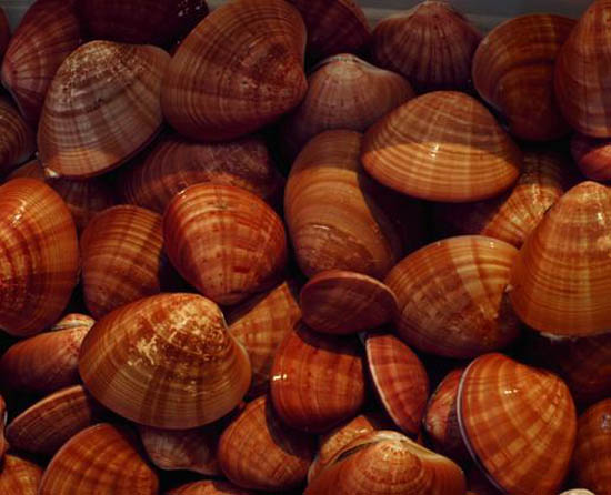 Creative Smuggling Tricks - 15 clams, each filled with 10g of cocaine and glued shut.