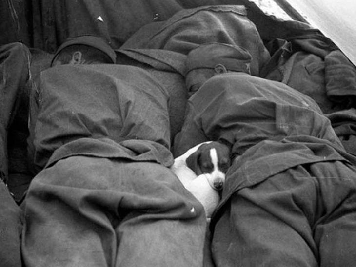 Photos of Soldiers With Their Pets