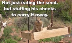 A Squirrel Keep Stealing From A Bird Feeder, What Owners Did Will Make You Laugh. Hysterical!