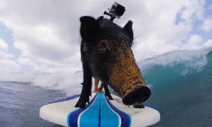 He Puts This Cute Little Pig On Surfing Board. What Happens Next Will Make You Smile!