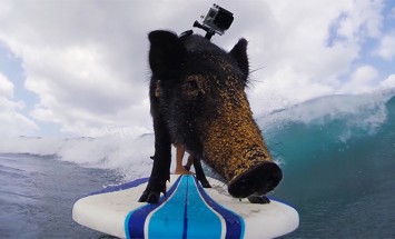 He Puts This Cute Little Pig On Surfing Board. What Happens Next Will Make You Smile!