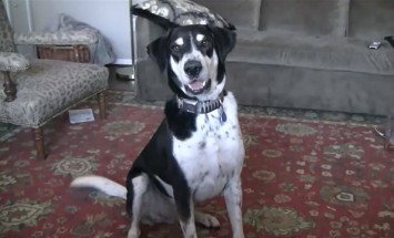 This Talking Dog Will Make You Smile. Don’t Miss It!
