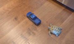 This Turtle Is Ready To Compete With Truck. What Do You thing Who Will Win?