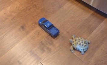 This Turtle Is Ready To Compete With Truck. What Do You thing Who Will Win?