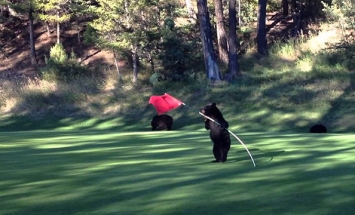 This Baby Bear Found A Golf Hole Marker Flag, You Won’t Believe What Happens Next!
