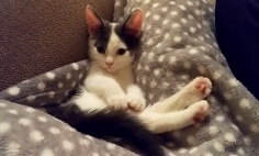 A Cute Baby Cat Playing With Her Newly-Found Tail And It’s The Cutest Thing Ever.
