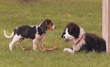 This Dog Pranks Other Dogs. I Can’t Stop Laughing! It’s Just Hilarious!