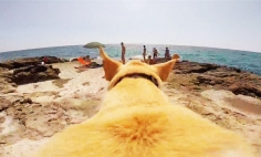 This Dog Really Has A Thing For Swimming. Here Is The Proof. Awesome!