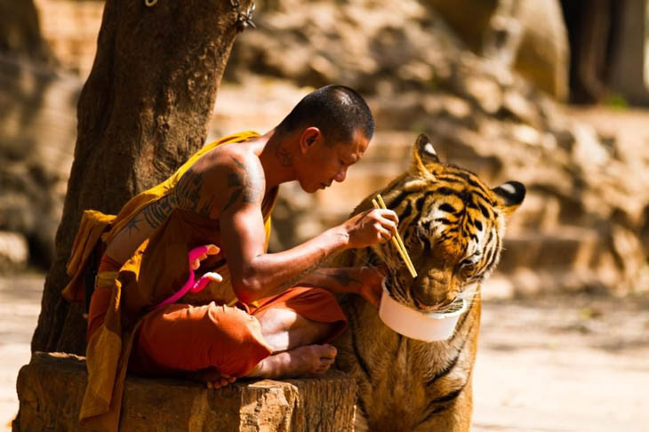 Monk and Tiger sharing their meal