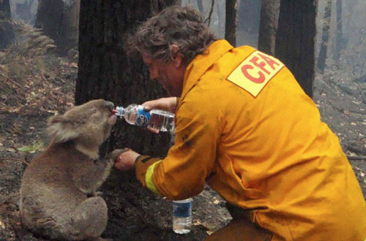 A firefighter gives water to a koala