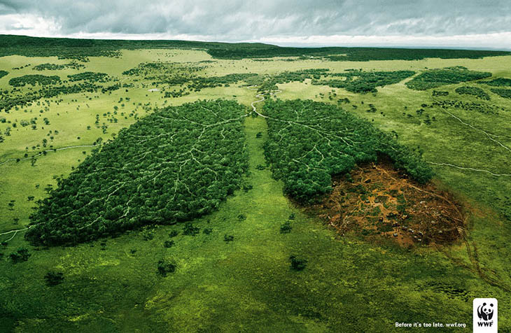 Deforestation And The Air We Breathe: Act Before It’s Too Late.