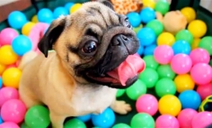 They Put This Pug Into A Ball Pit And It’s The Funniest Thing Ever.