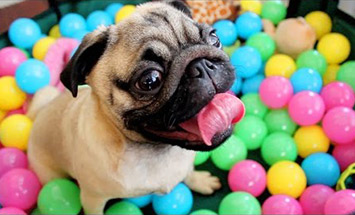 They Put This Pug Into A Ball Pit And It’s The Funniest Thing Ever.