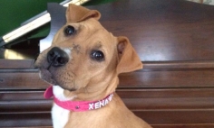 Kid’s Mother Bring Home A Rescued Pit Bull, You Won’t Believe What Happened Next.