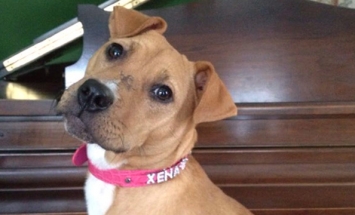 Kid’s Mother Bring Home A Rescued Pit Bull, You Won’t Believe What Happened Next.