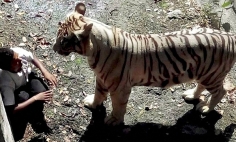 Shocking Footage OF A White Tiger Kills A Student at Zoo [Disturbing Content]