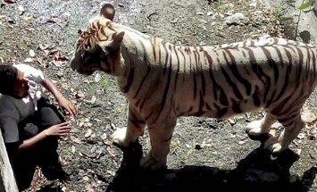 Shocking Footage OF A White Tiger Kills A Student at Zoo [Disturbing Content]